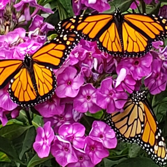 Meet your Posher, CoffeeBreak7 - Picture 1 of 1